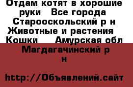 Отдам котят в хорошие руки - Все города, Старооскольский р-н Животные и растения » Кошки   . Амурская обл.,Магдагачинский р-н